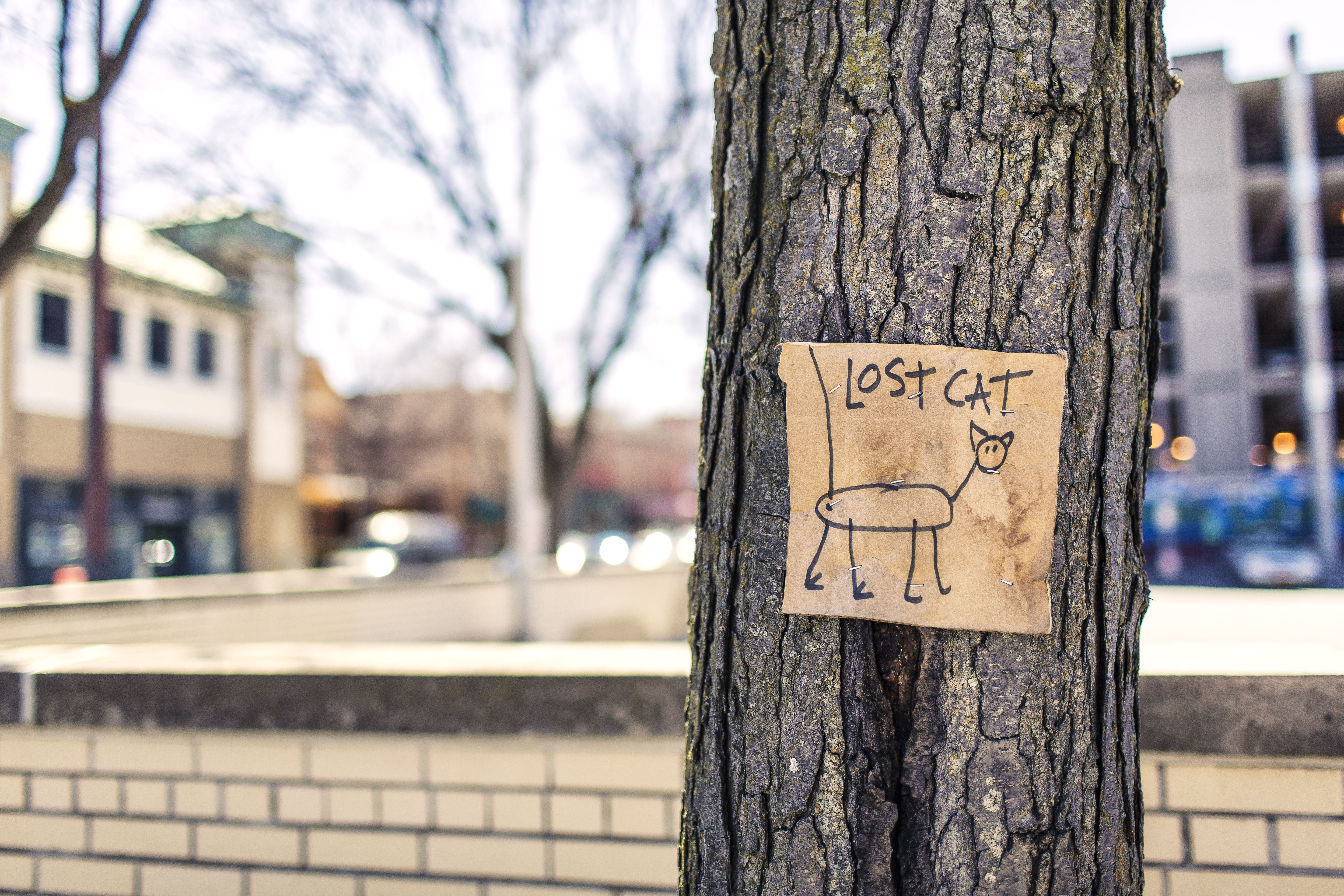 Une affiche artisanale d'animal perdu accrochée à un arbre en ville