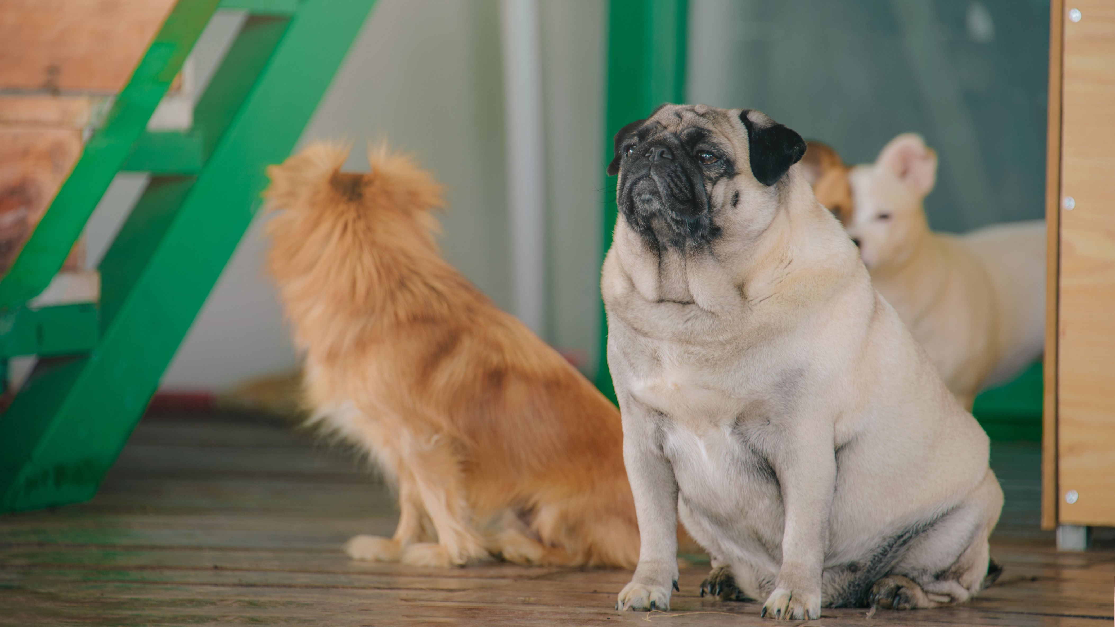 Un groupe de chiens de races différentes assis côte à côte