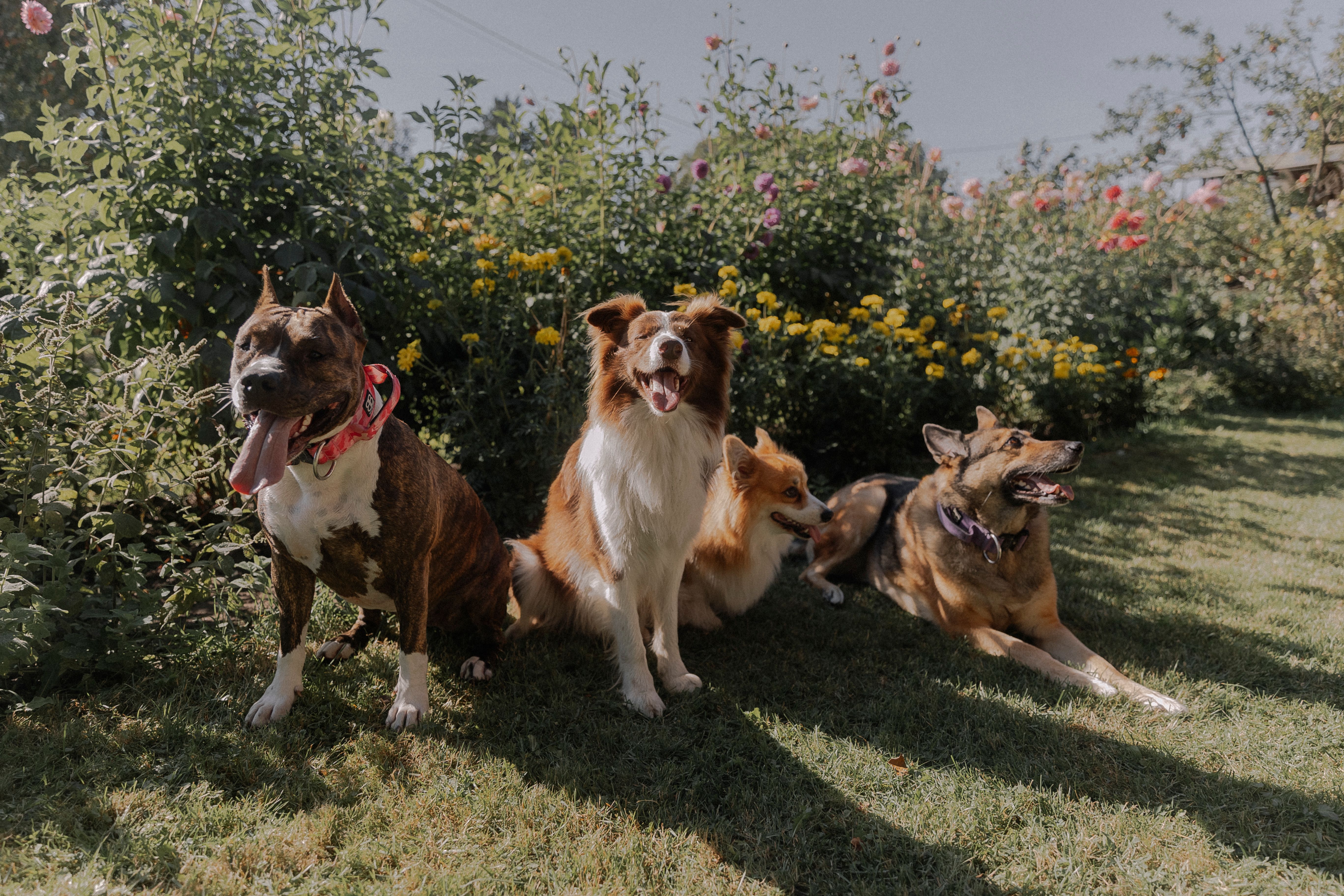 Quatre races de chiens différentes assises côte à côte dans un jardin