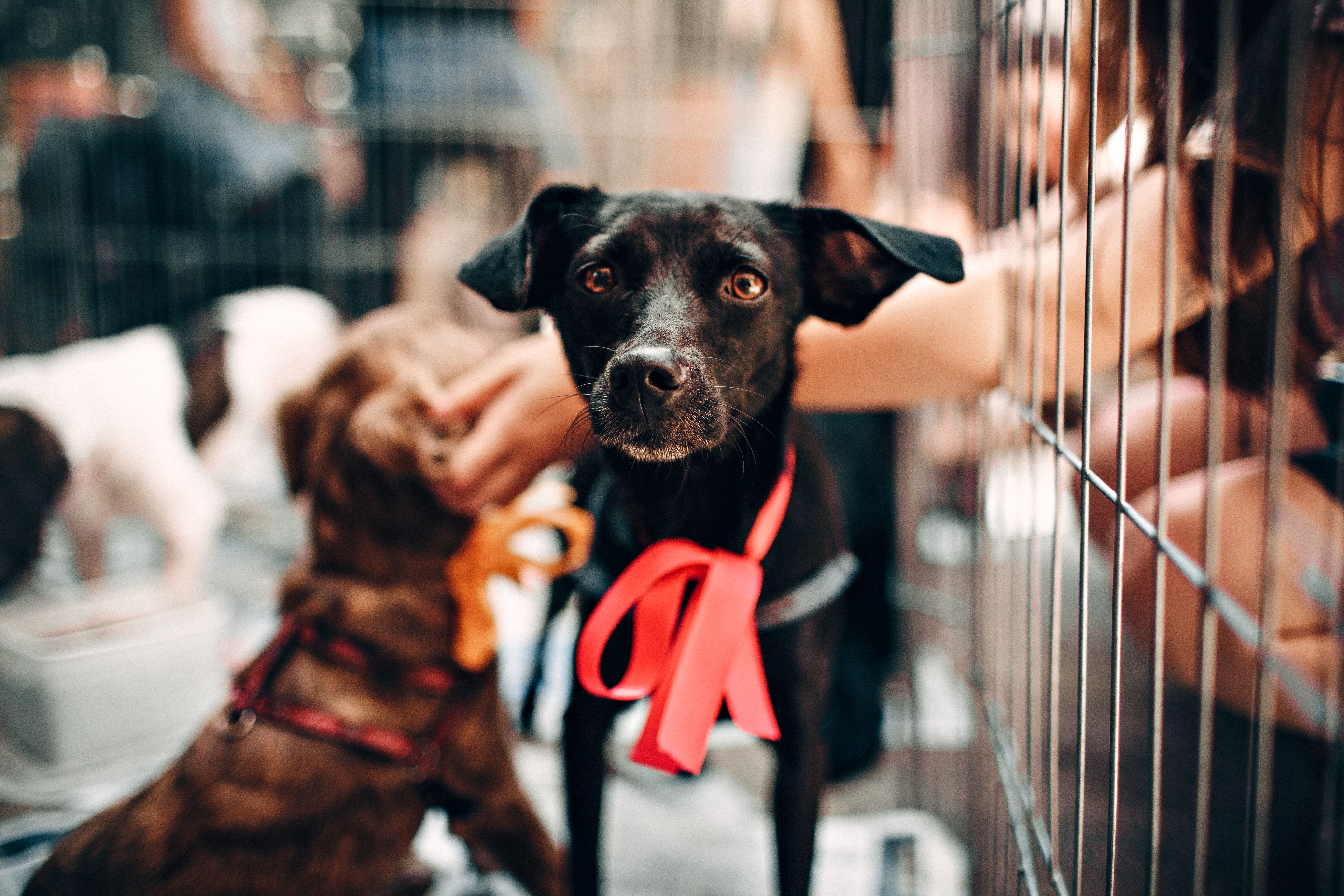 Un chien prêt à l'adoption avec un ruban rouge en refuge