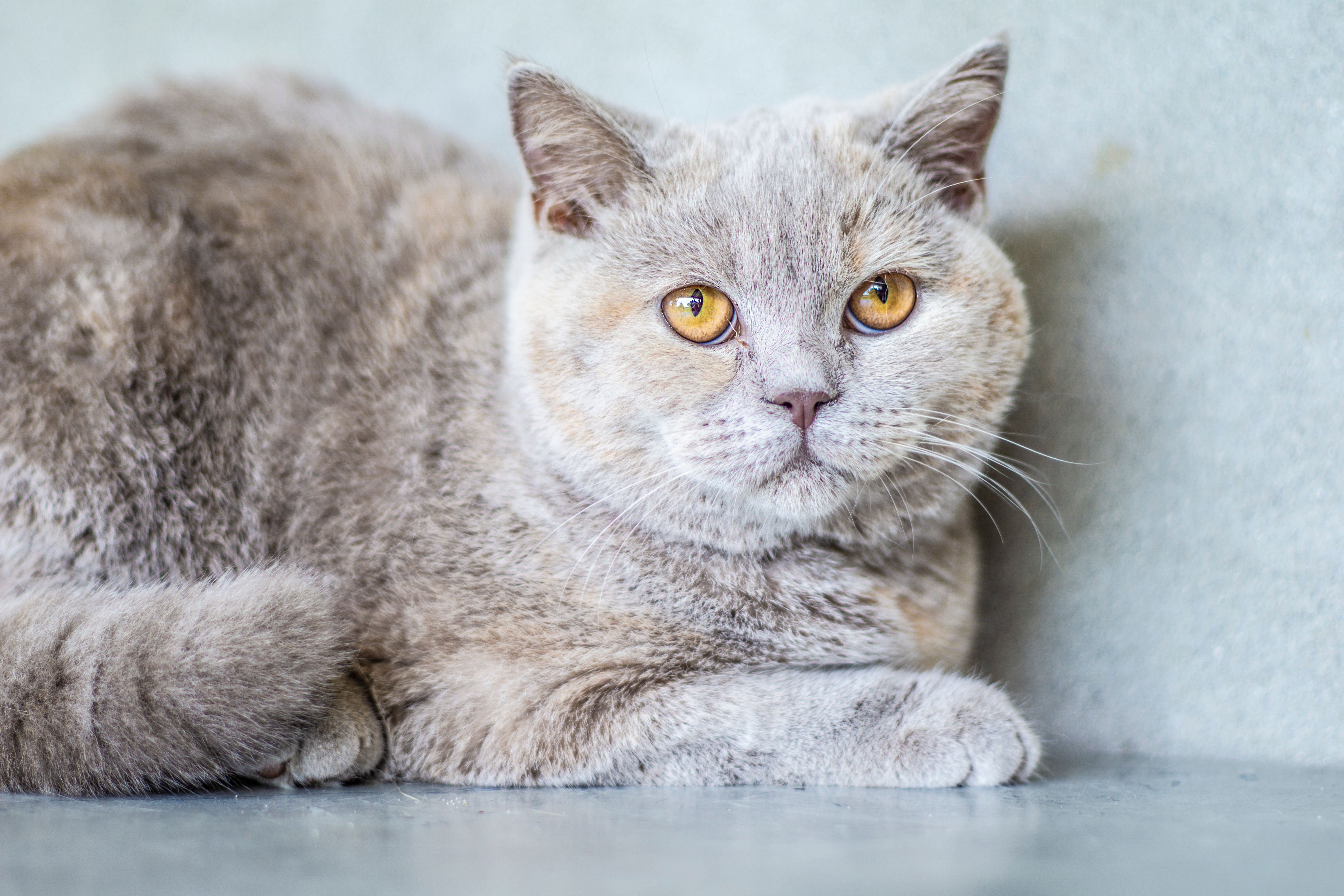 Un chat British Shorthair au pelage gris dense et aux yeux ambrés, allongé les pattes croisées