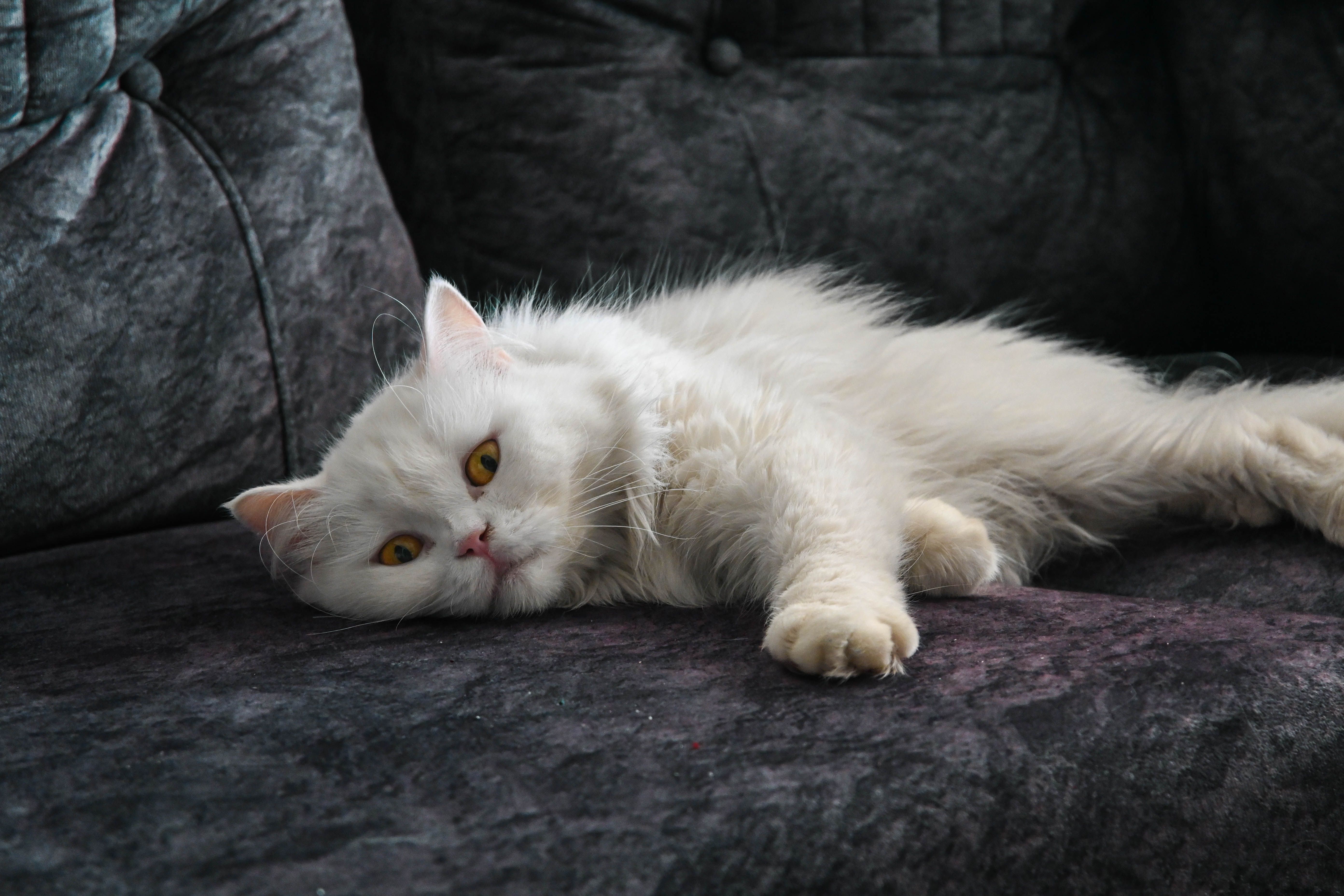 Un chat Persan blanc et duveteux allongé sur un canapé sombre