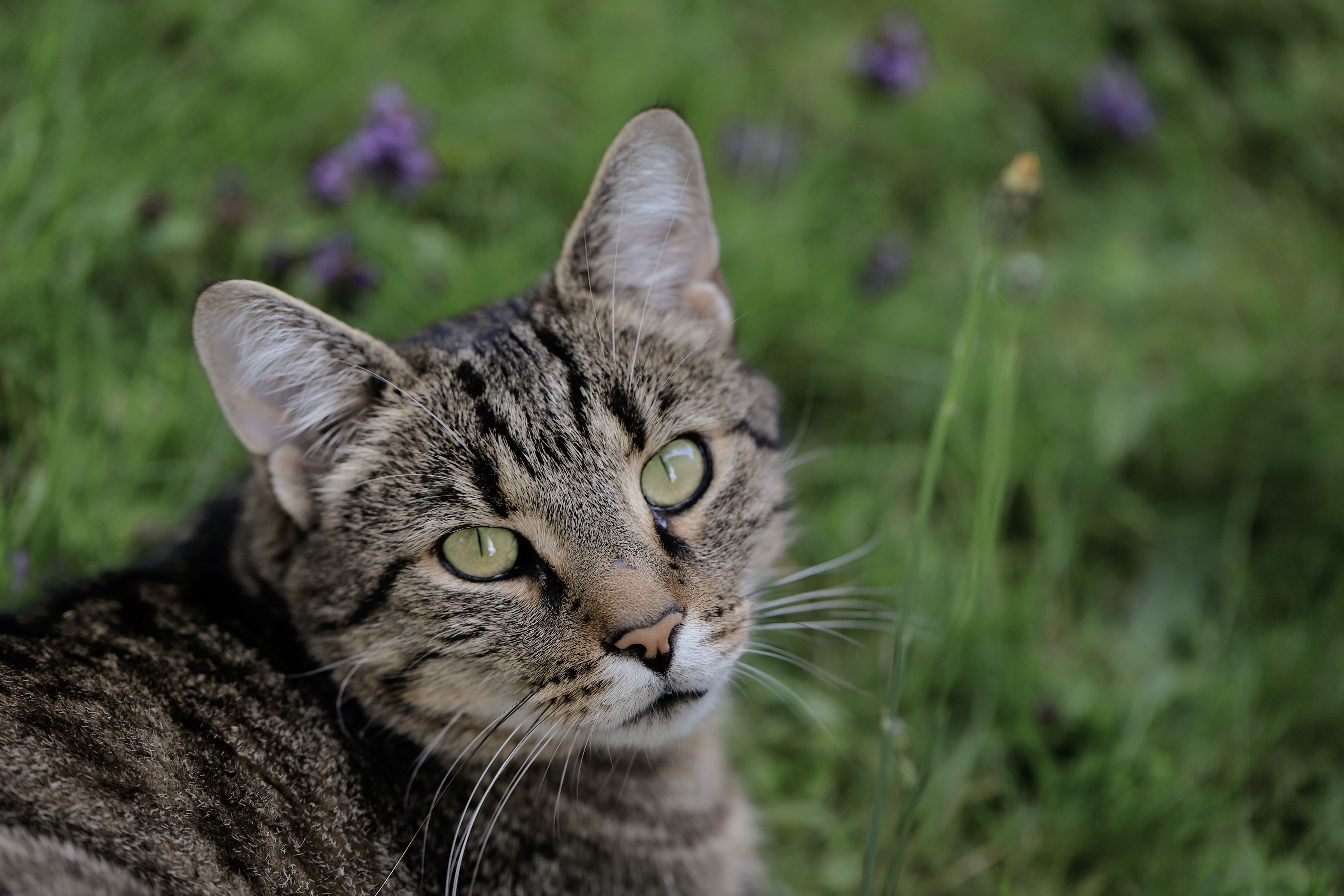 Un chat tigré de type européen aux yeux verts dans une prairie fleurie