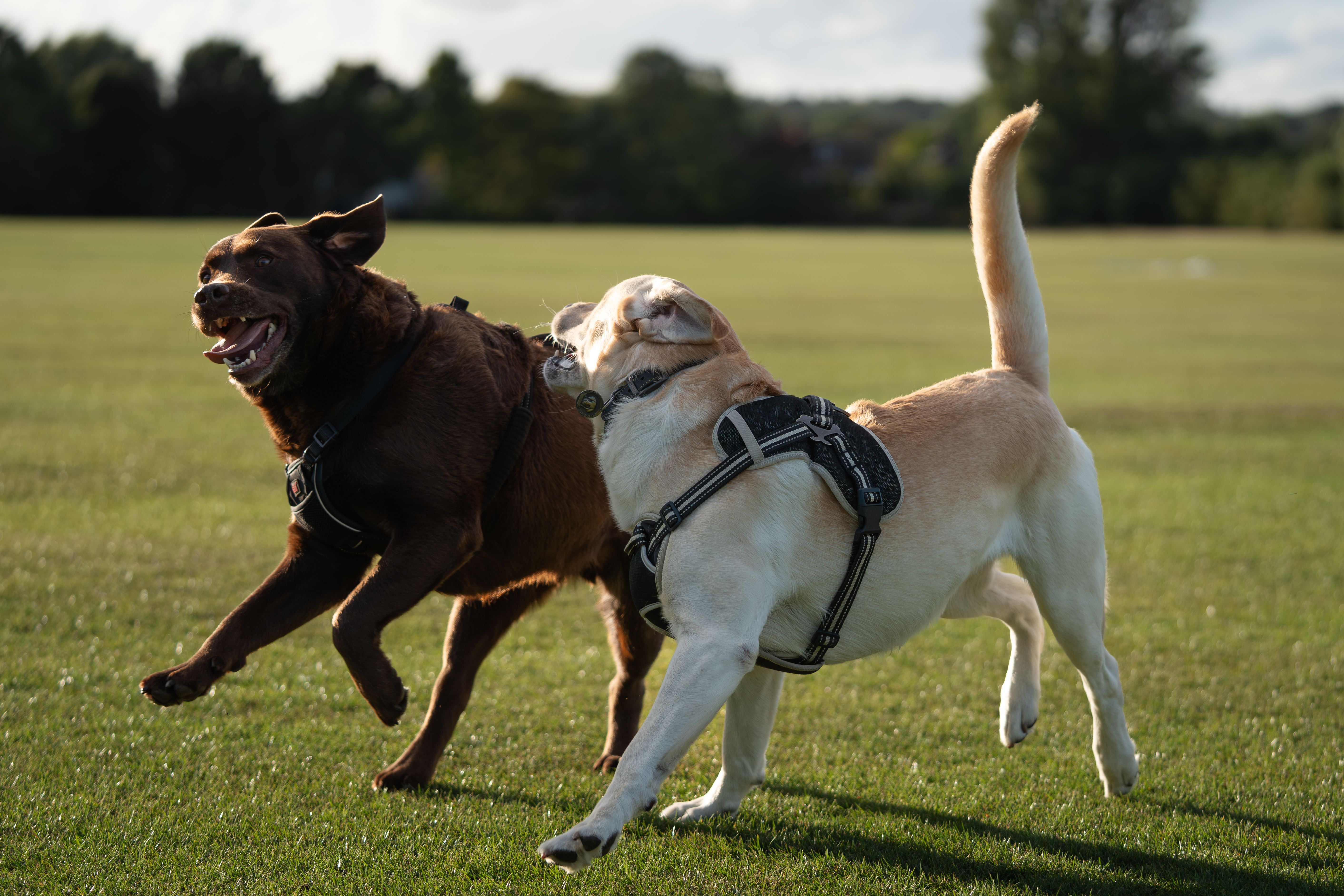Deux chiens jouent ensemble en pleine course dans un parc