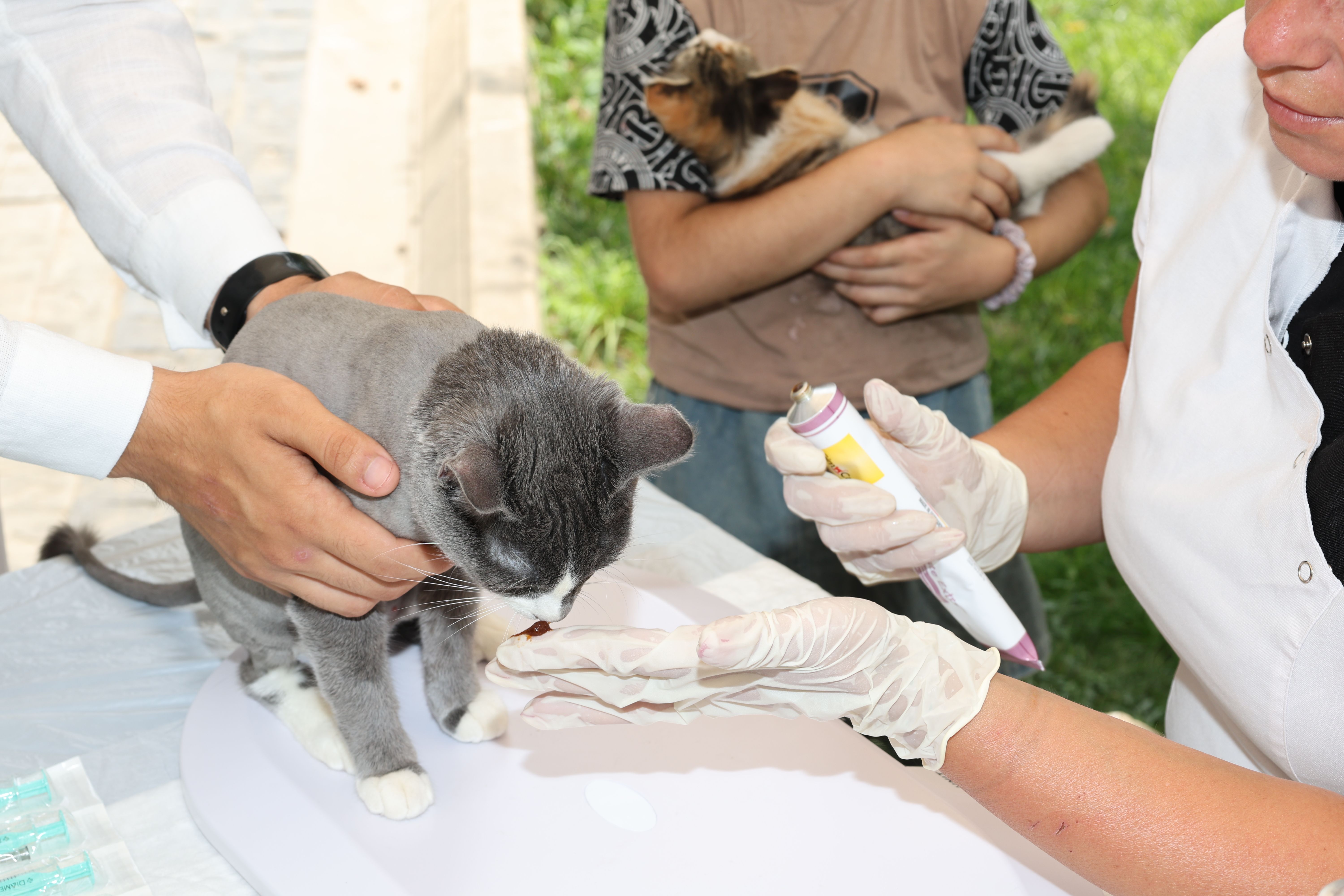 Un chat pris en charge par des vétérinaires ganté lors d'une consultation de soins