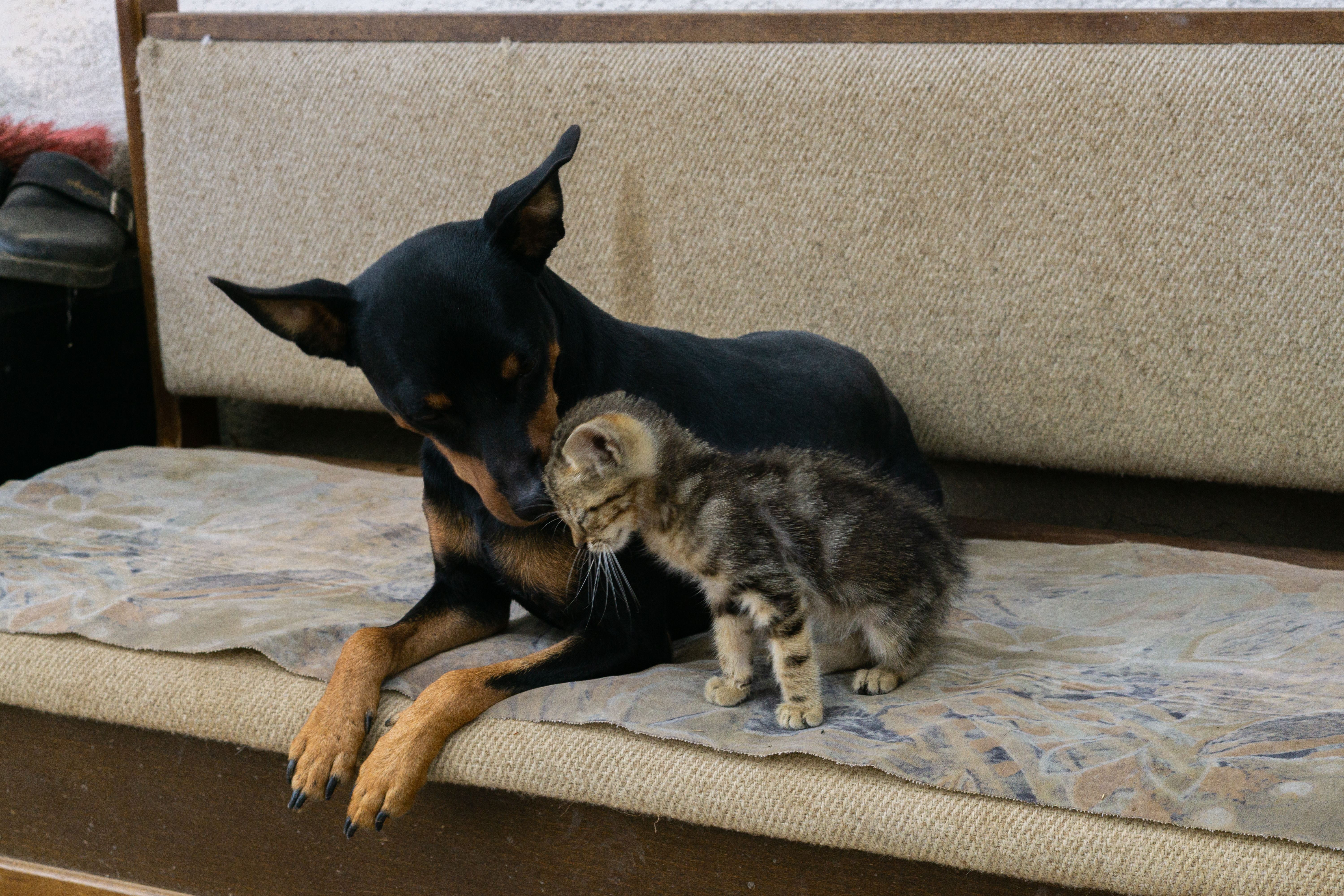 Un chaton et un chien partageant un moment complice sur un canapé
