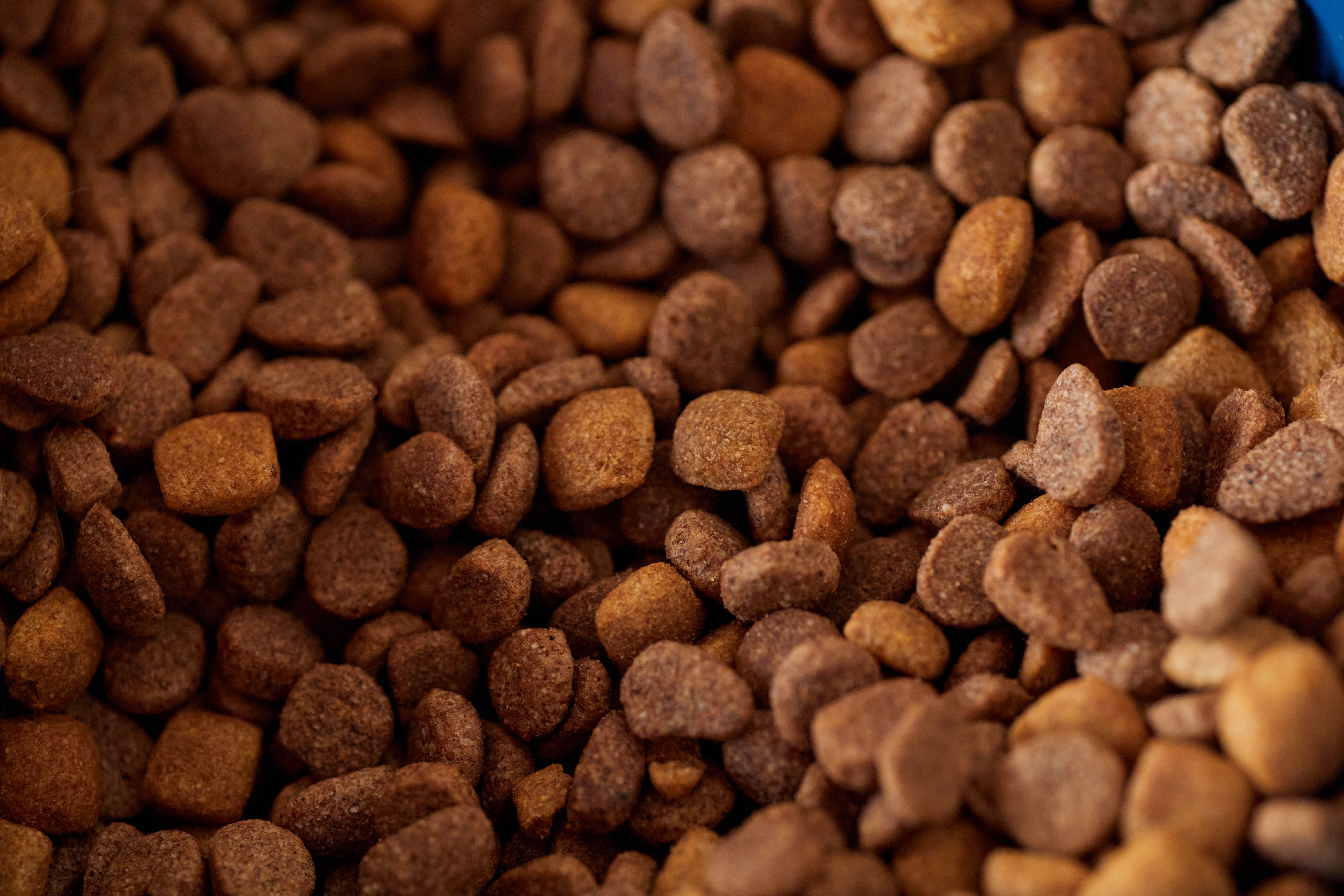 Gros plan sur des croquettes pour chien, texture et couleur