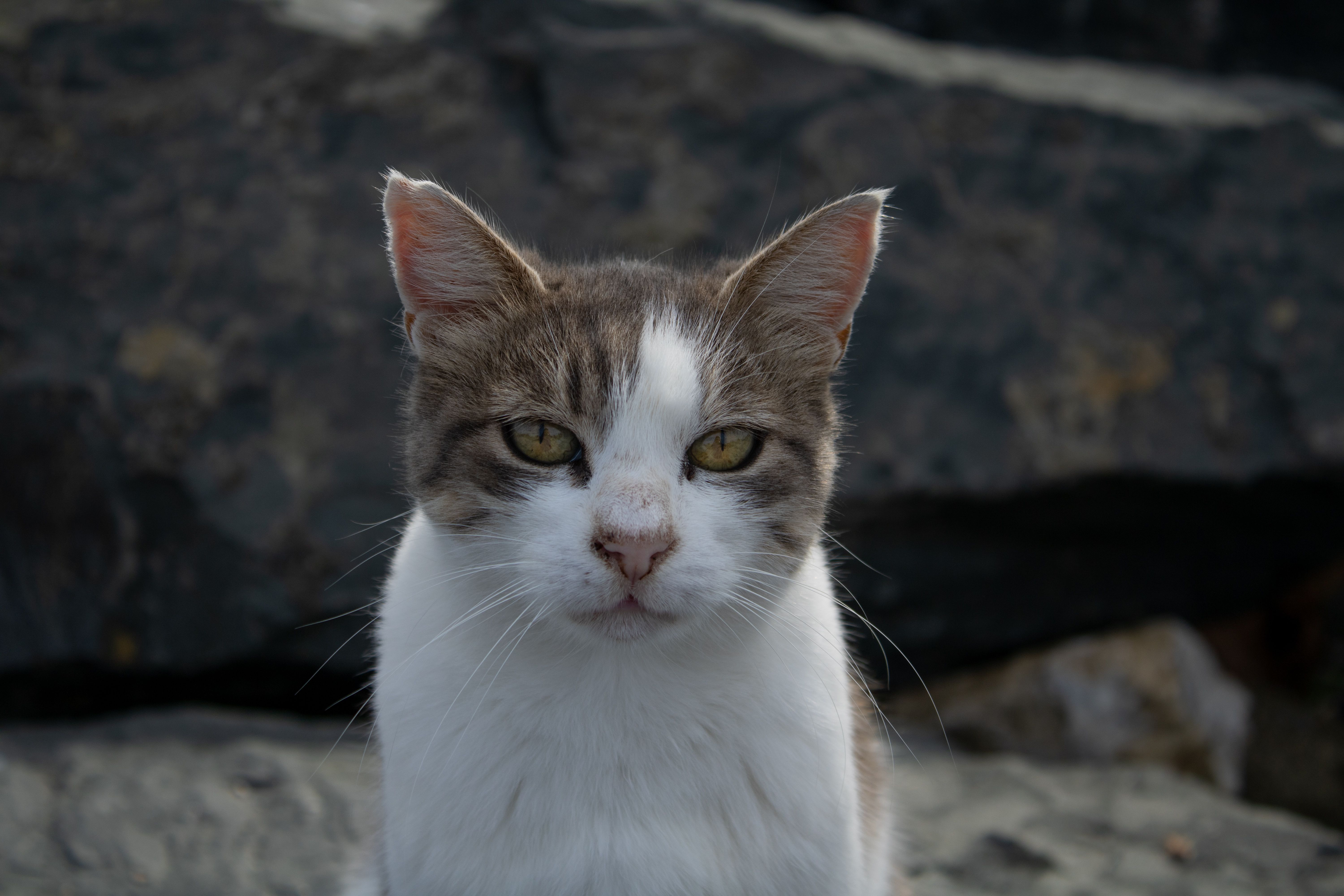 Un chat au pelage gris observant attentivement son environnement, oreilles dressées et regard fixe