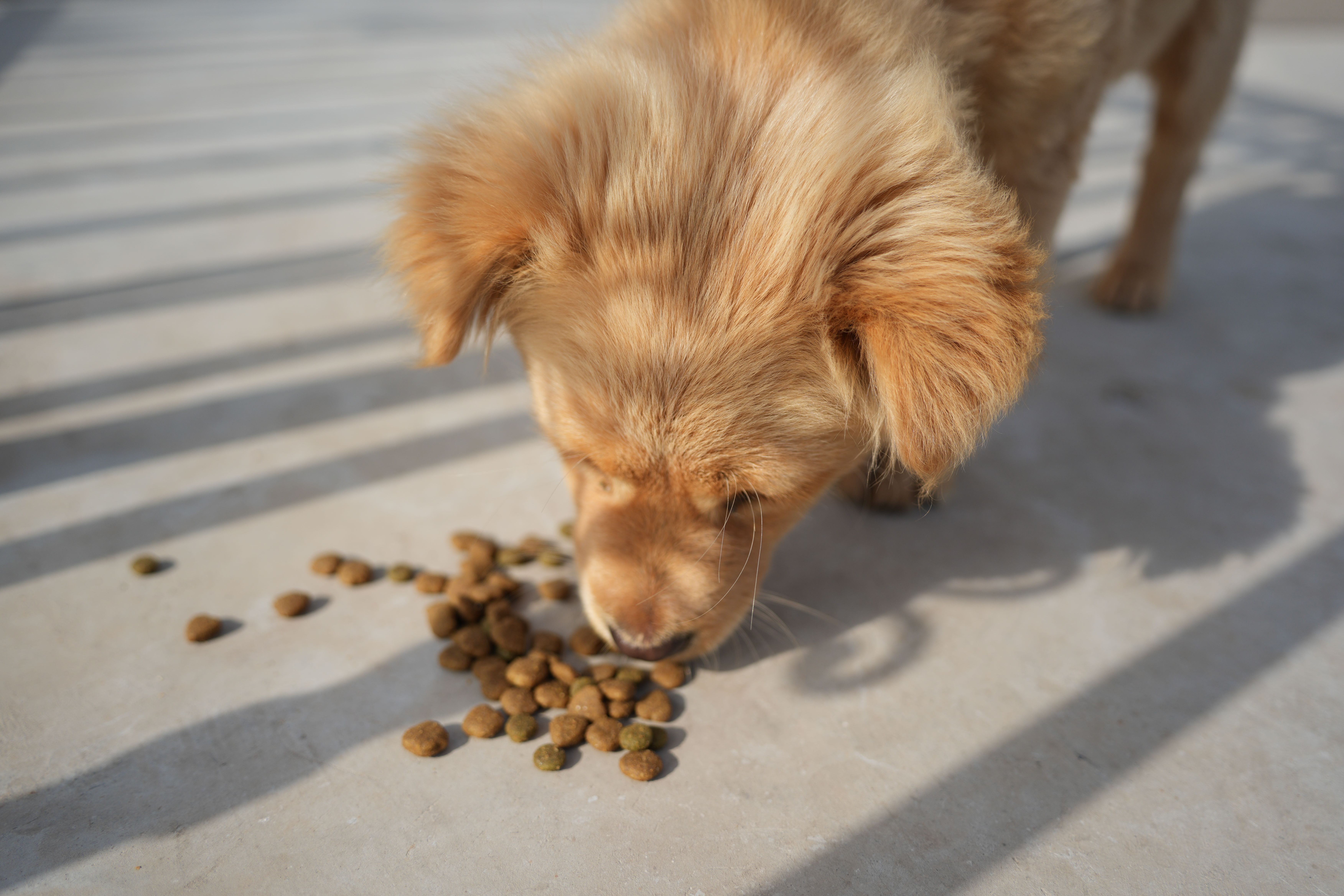 Un chiot mangeant des croquettes en extérieur au soleil
