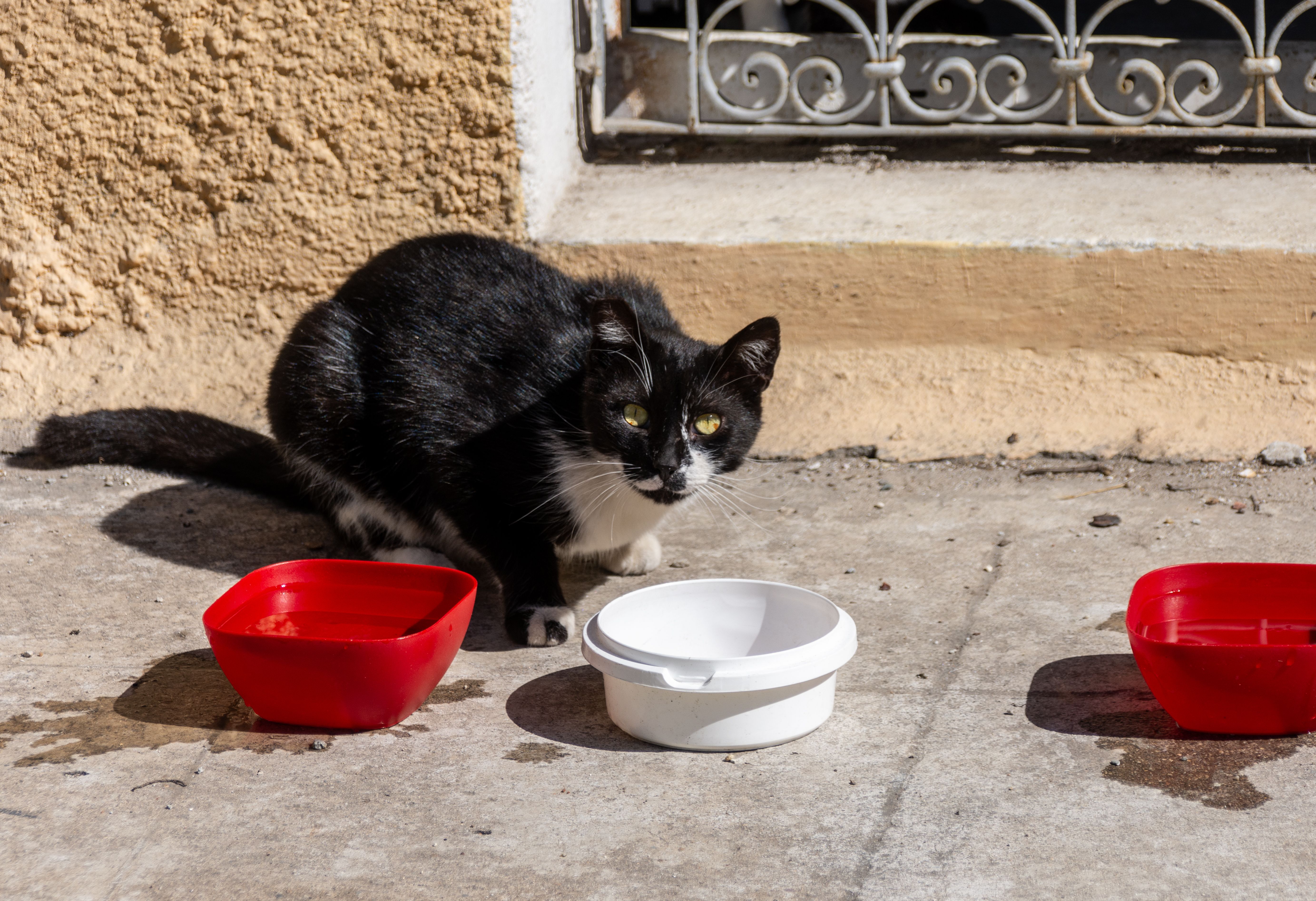 Un chat noir et blanc près de gamelles posées dehors, devant une façade ensoleillée