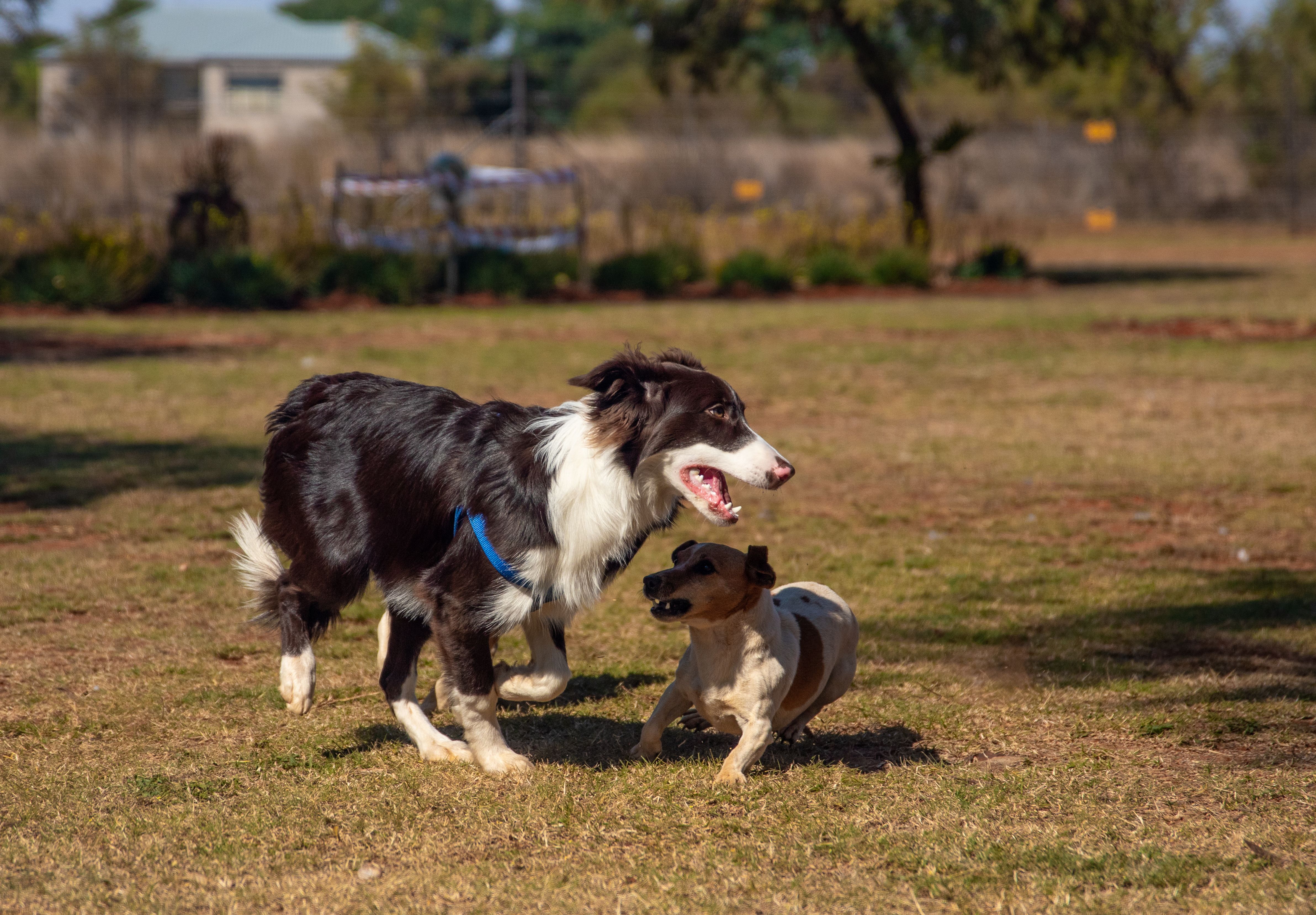 Deux chiens jouent librement dans un espace canin en plein air