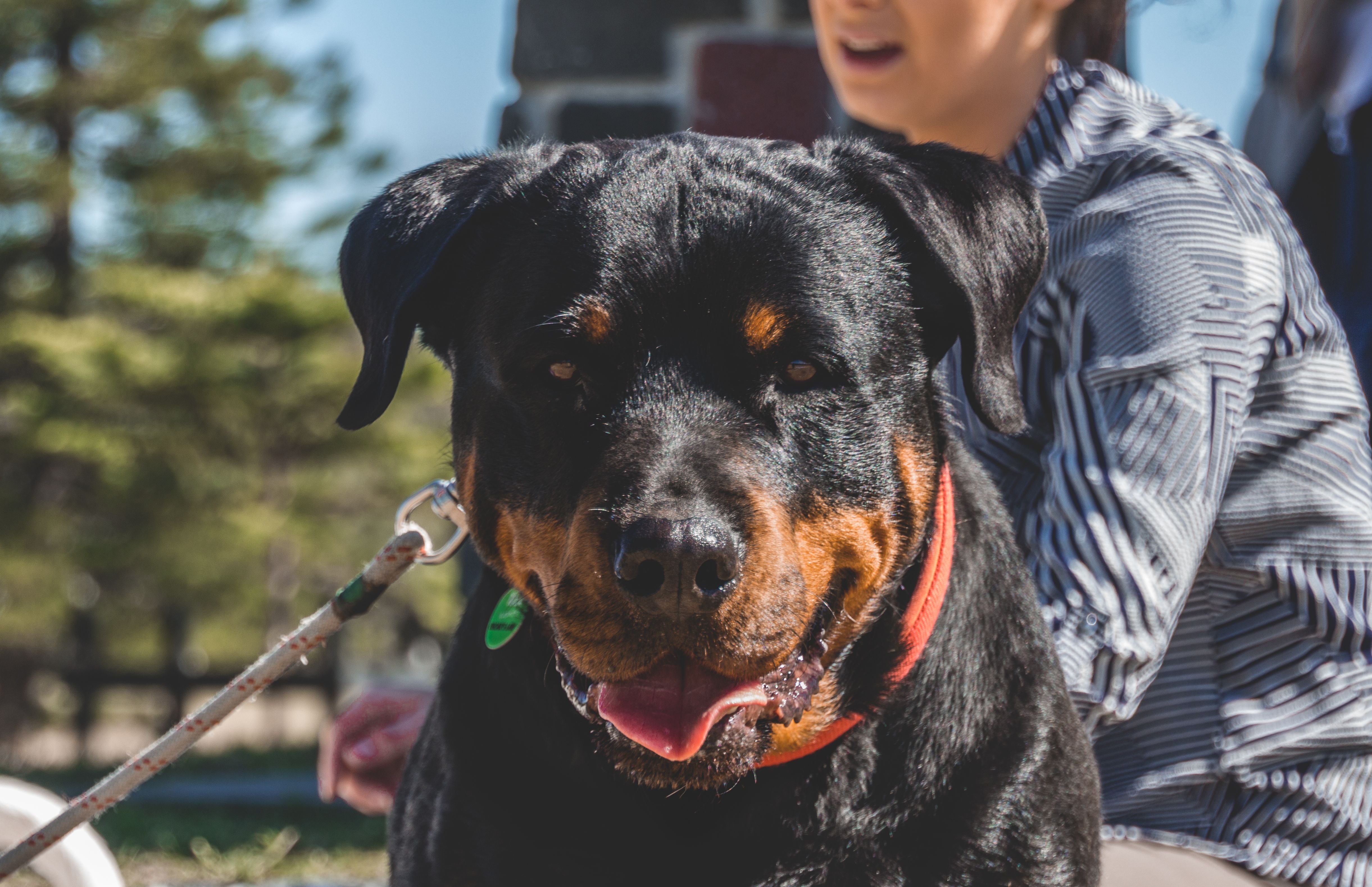 Un Rottweiler tenu en laisse par son propriétaire lors d'une promenade