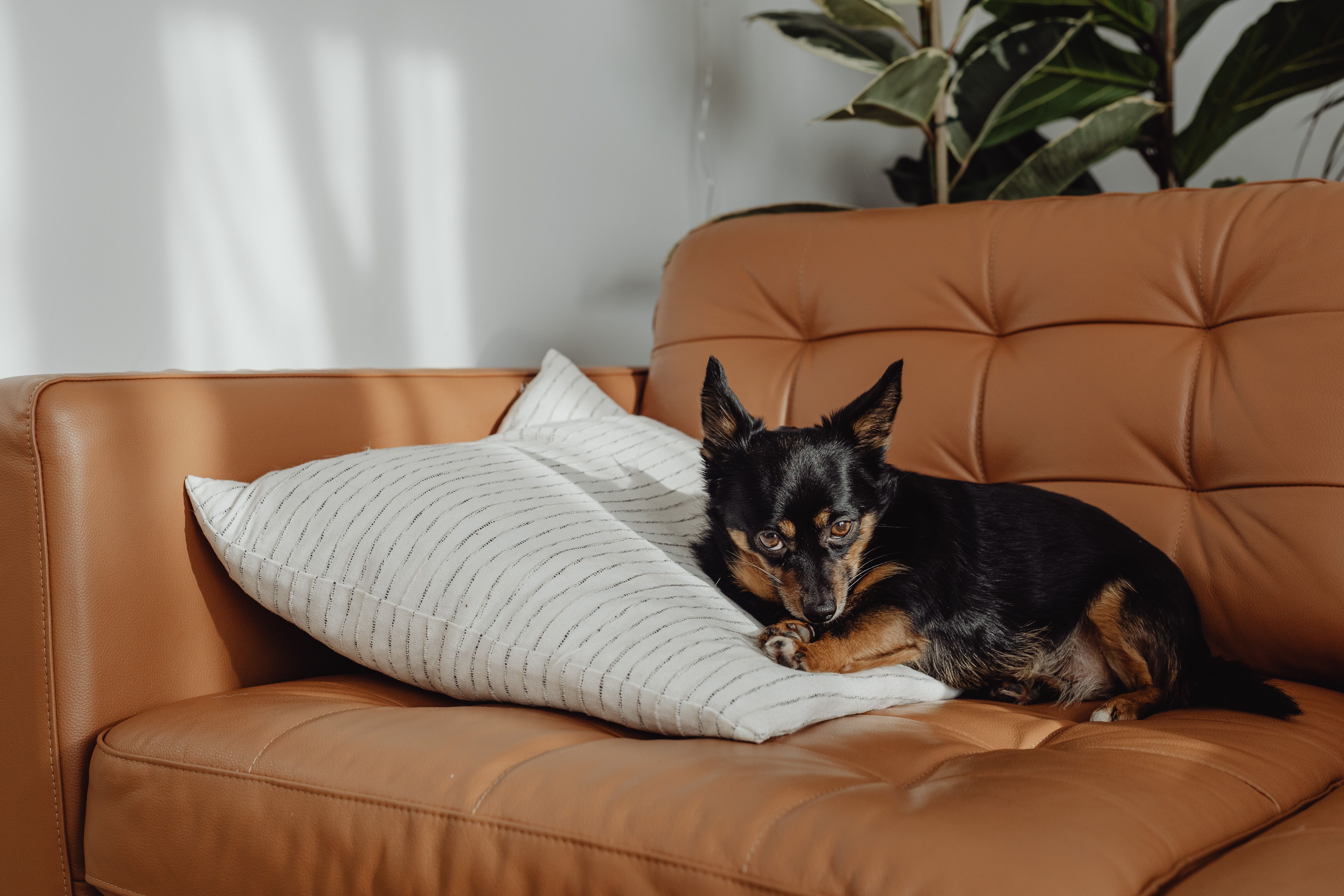 Petit chien confortablement installé dans un appartement