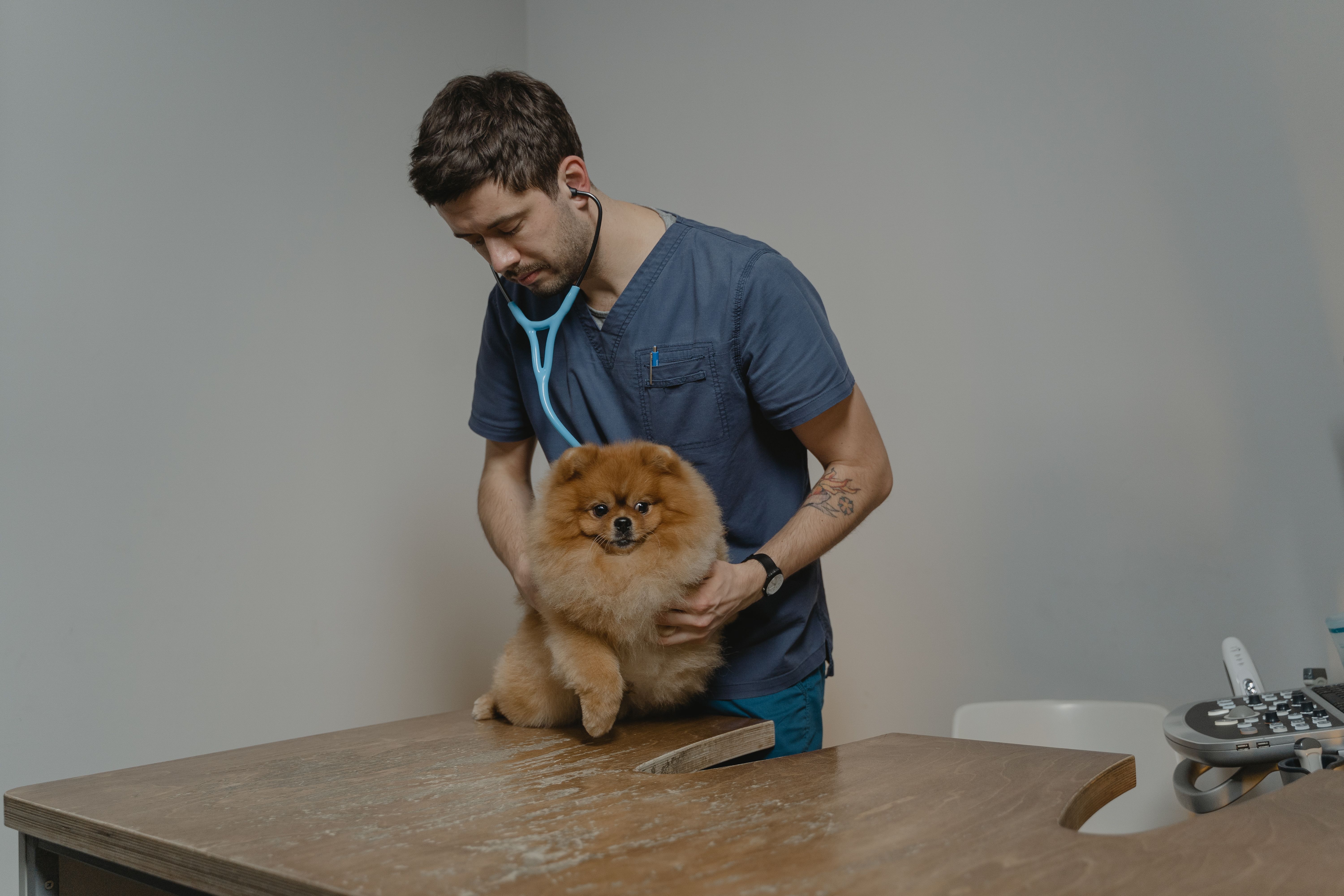 Un vétérinaire ausculte un chien avec un stéthoscope