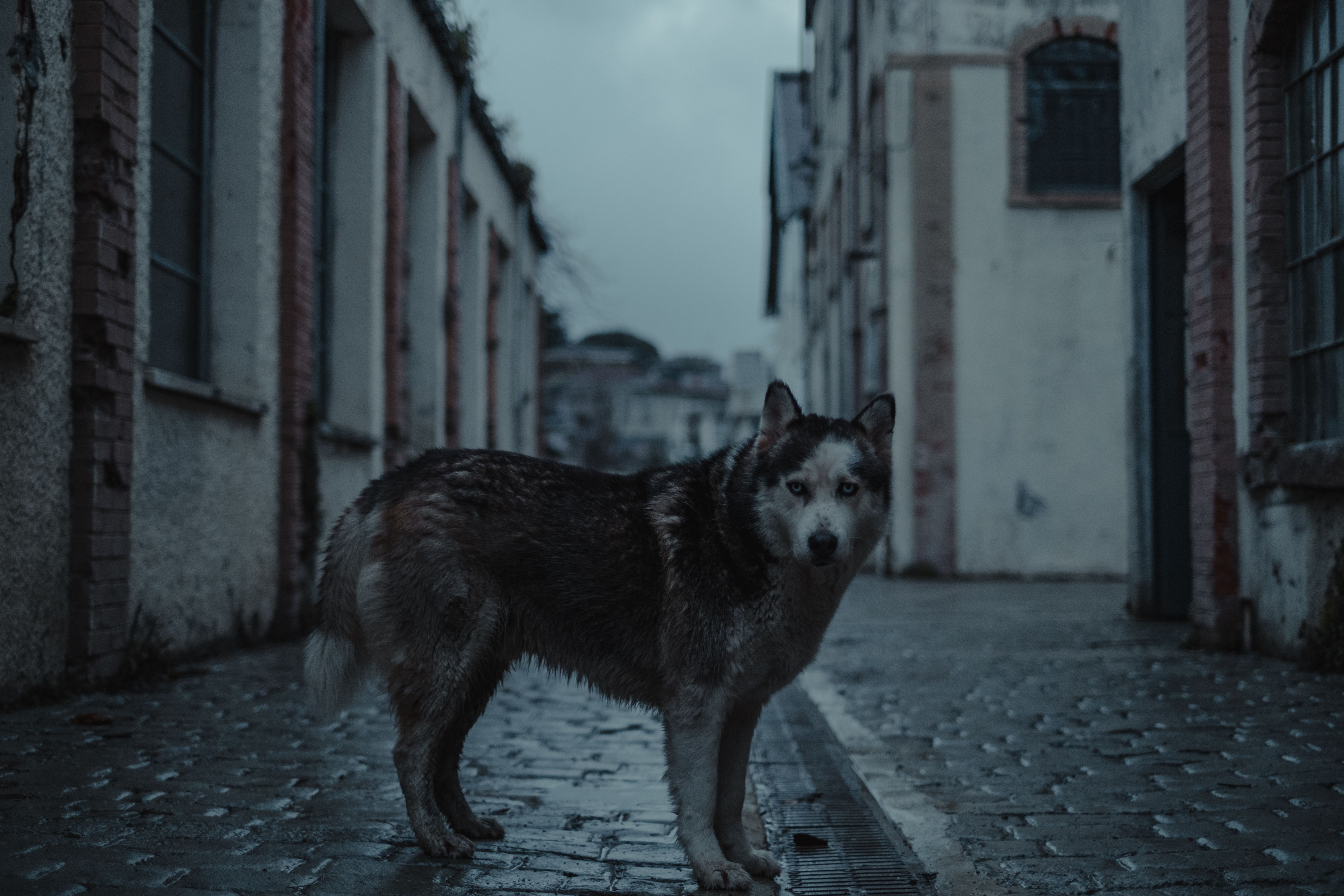 Un chien errant seul dans une rue pavée en ville