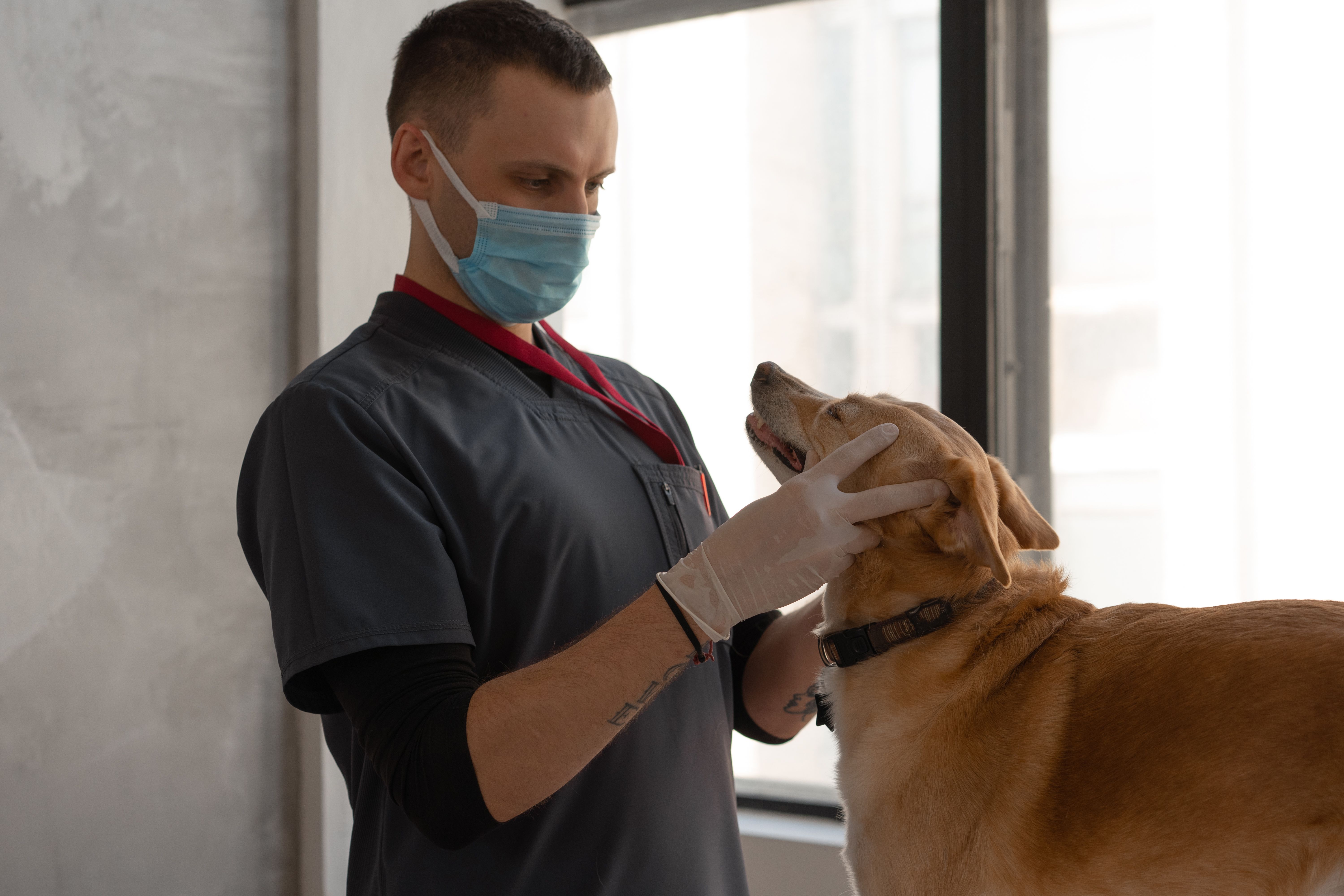 Un vétérinaire examine un chien lors d'une consultation