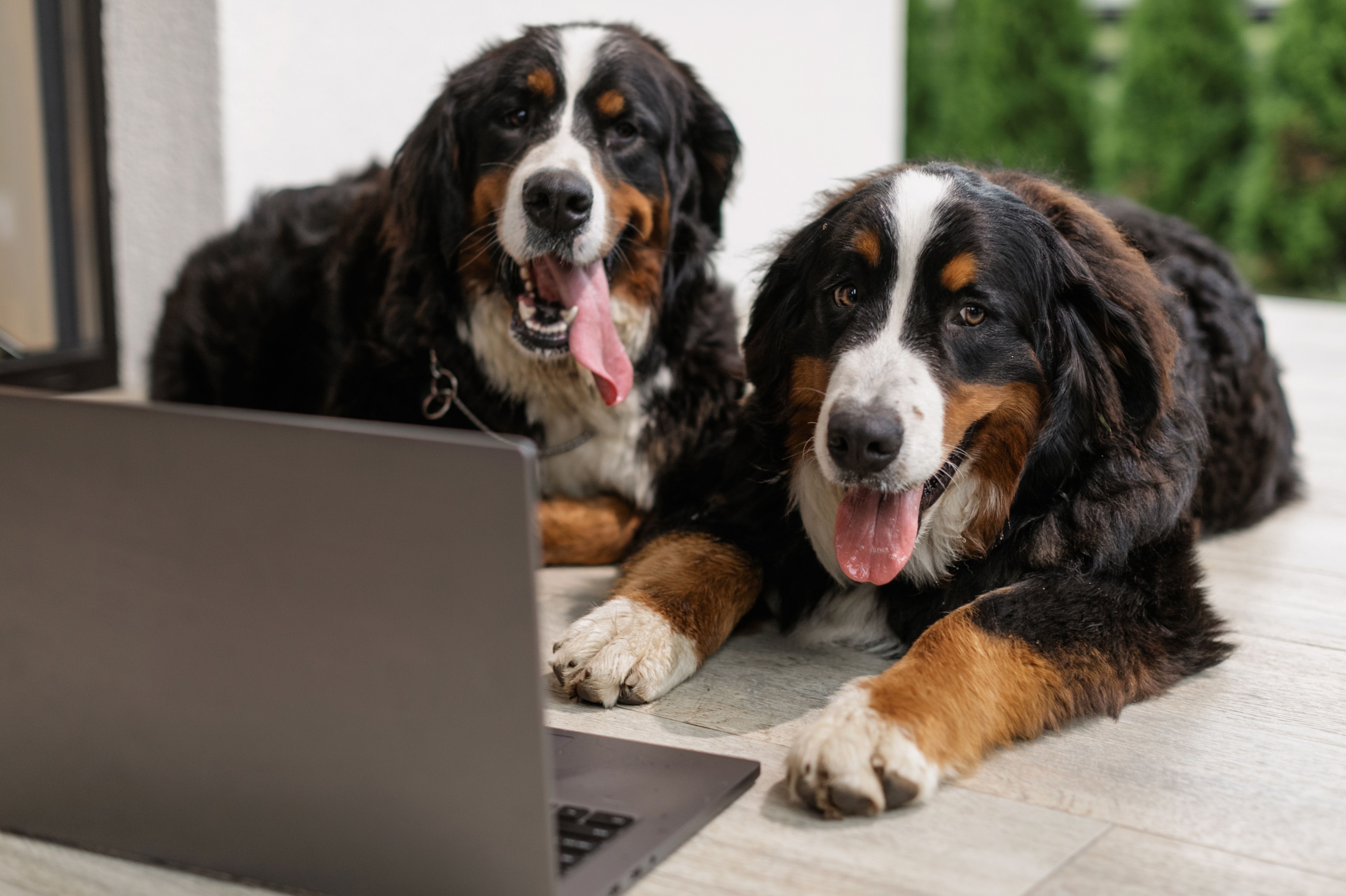 Deux grands chiens détendus près d'un espace de travail
