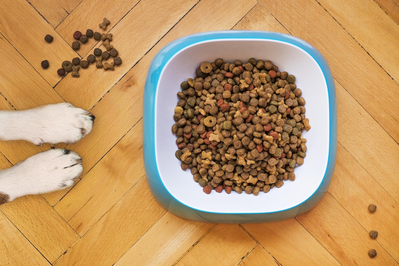 Croquettes pour chien versées dans une gamelle