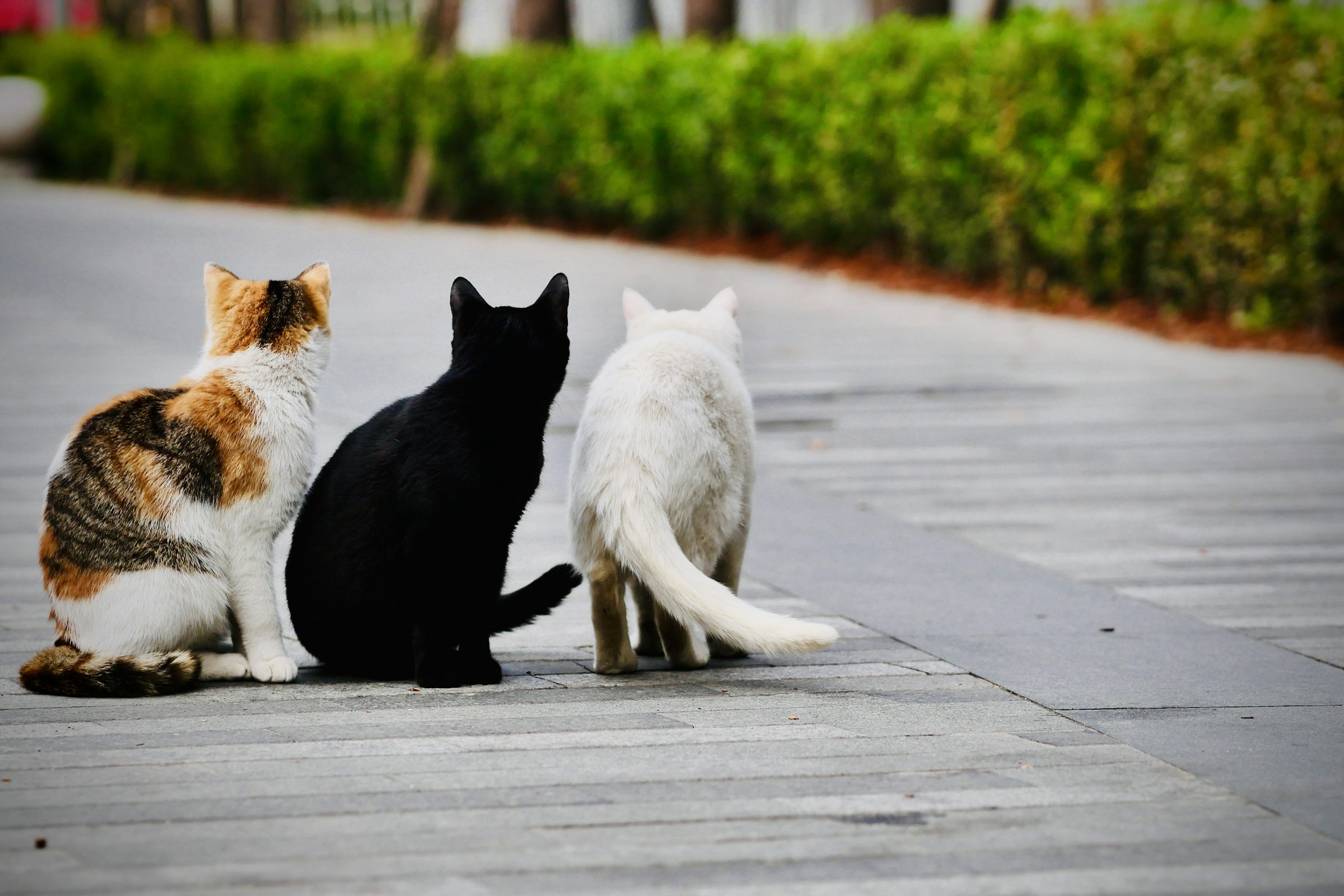 Trois chats assis côte à côte, vus de dos, sur un trottoir