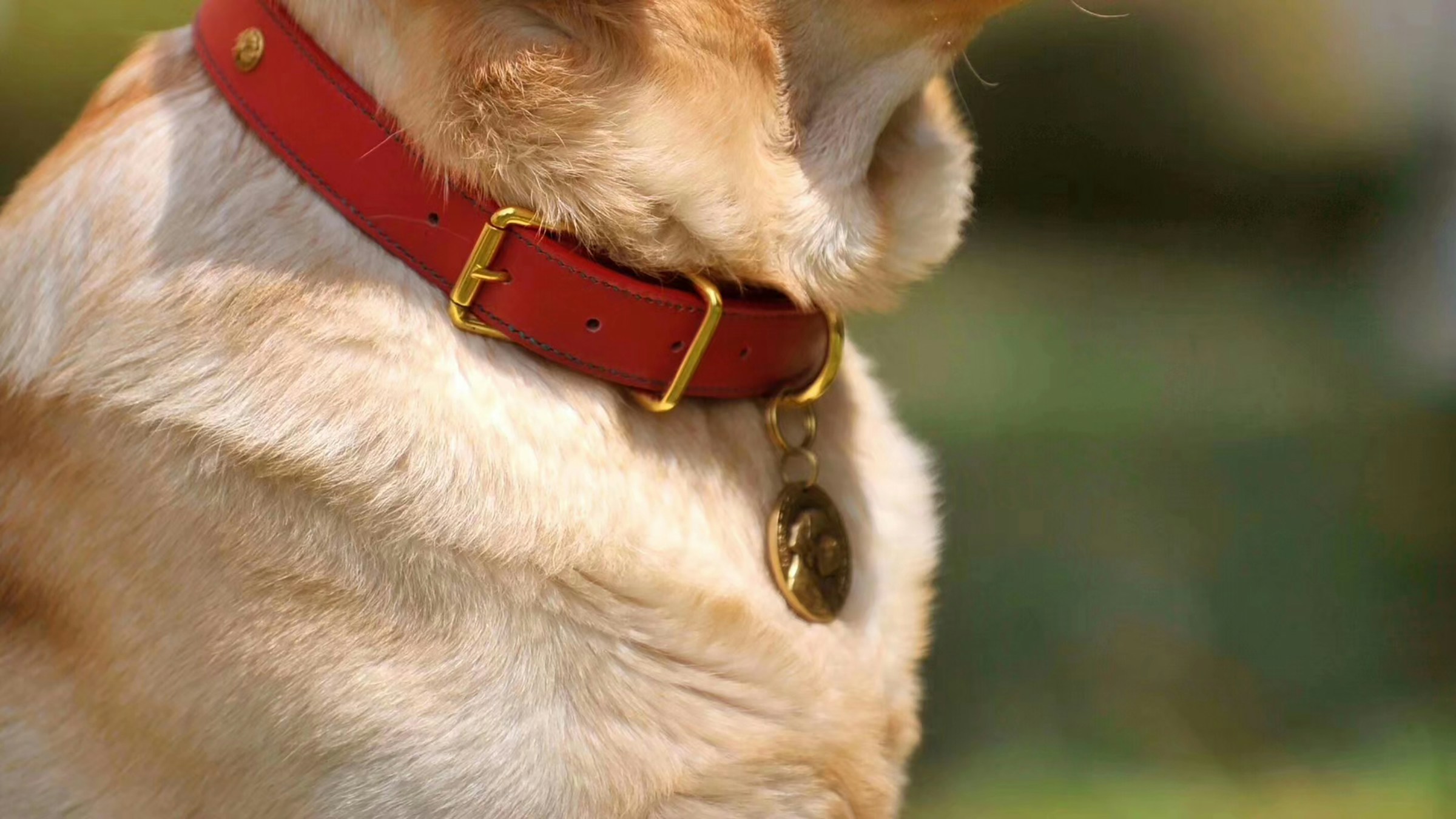 Gros plan sur le collier et la médaille d'identification d'un chien